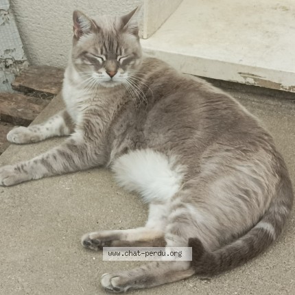 Photo 2/2 Doudou Chat perdu à Graves St Amant