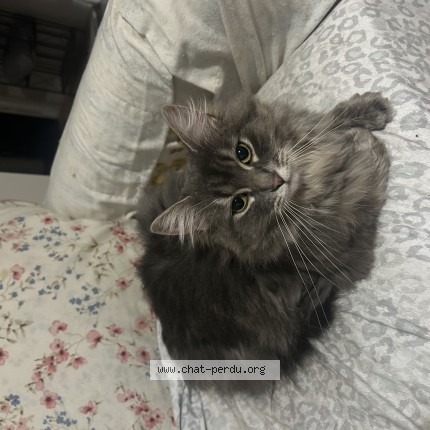 Photo de chat perdu à Chertsey