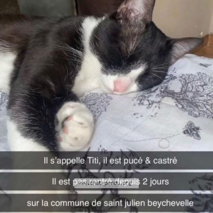 Photo 1/1 titi Chat perdu à Saint Julien Beychevelle