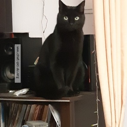 Photo de chat perdu à Benon