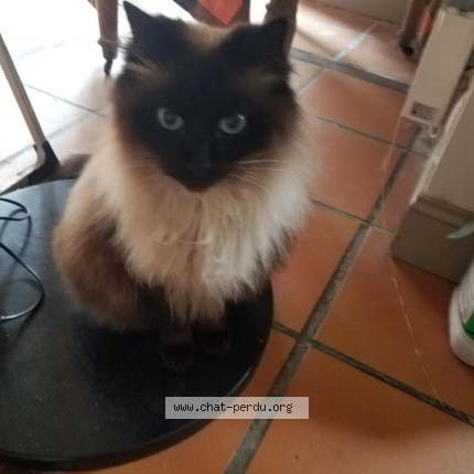 Photo 1/1 Titus Chat perdu à Le Bono