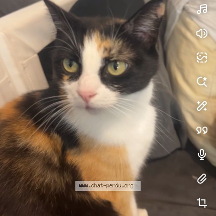 Photo de chat perdu à Toulouse