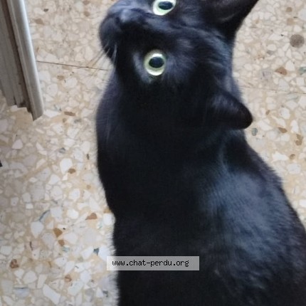 Photo de chat perdu à Nice