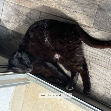 Photo de chat perdu à Furiani