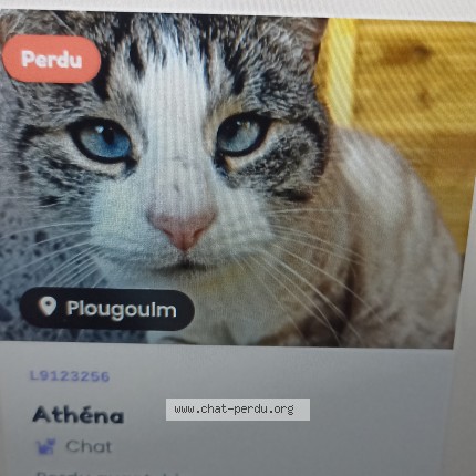 Photo 1/1 Athena Chat perdu à Plougoulm