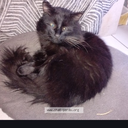 Photo 1/1 Daikiri Chat perdu à Yerres