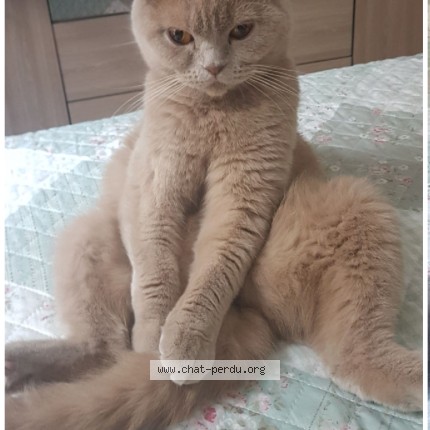 Photo de chat perdu à Paris 13e Arrondissement