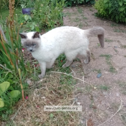 Photo 1/1 Chat trouvé Trouvé à Plouzane