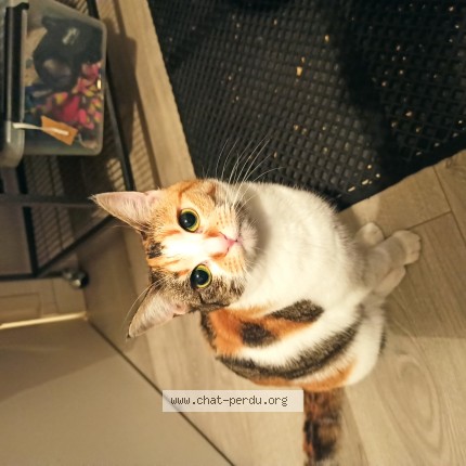 Photo de chat perdu à Le Pecq