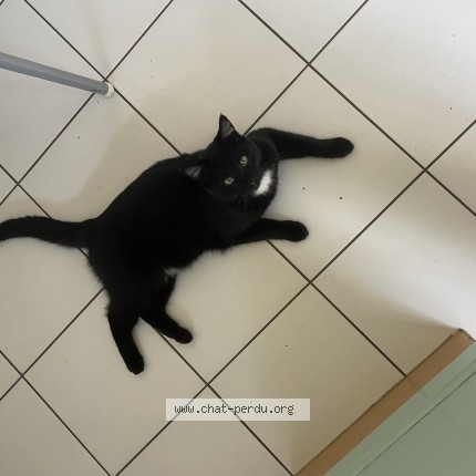 Photo 1/1 mini minou Chat perdu à Spay