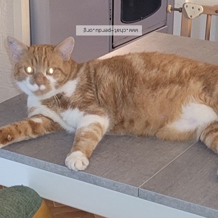 Photo 1/1 Garfield Chat perdu à Alencon