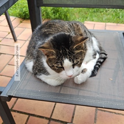 Photo 1/1 Chat trouvé Trouvé à Bretigny Sur Orge