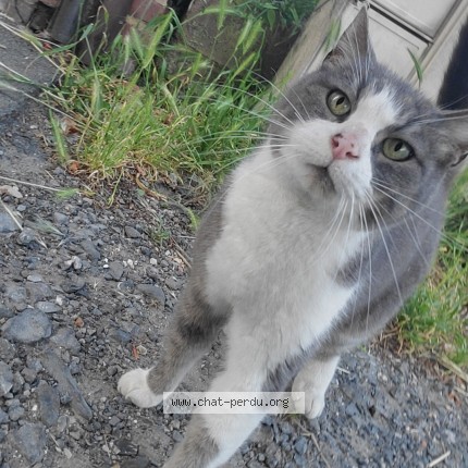Photo 1/1 Chat trouvé Trouvé à Amiens