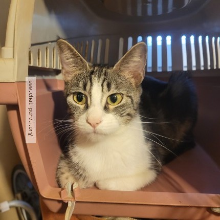 Photo de chat trouvé à Paris