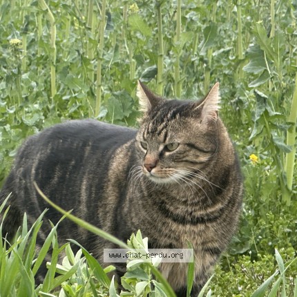 Photo de chat perdu à Delemont