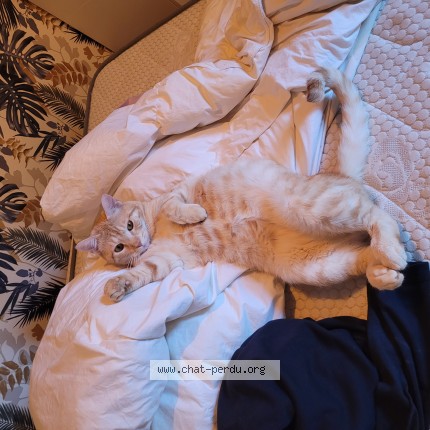 Photo de chat perdu à Lille