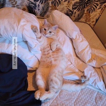 Photo 1/1 Lepide Chat perdu à Lille