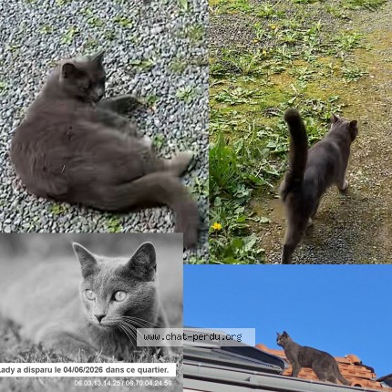 Photo de chat perdu à Versailles