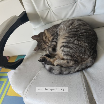 Photo 1/1 princesse Chat perdu à Ermont