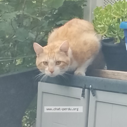 Photo 1/1 Chat trouvé Trouvé à Neuilly Sur Marne