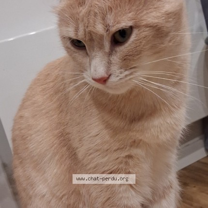 Photo de chat perdu à Choisy Le Roi