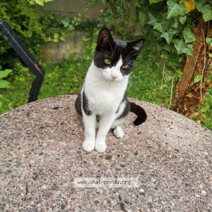 Photo 1/1 Chat trouvé Trouvé à Livry Gargan