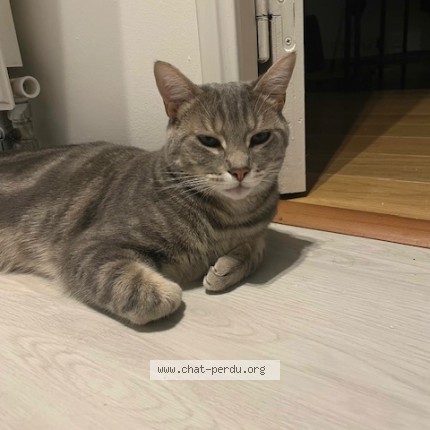 Photo de chat perdu à Fontenay Le Fleury