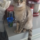 titi