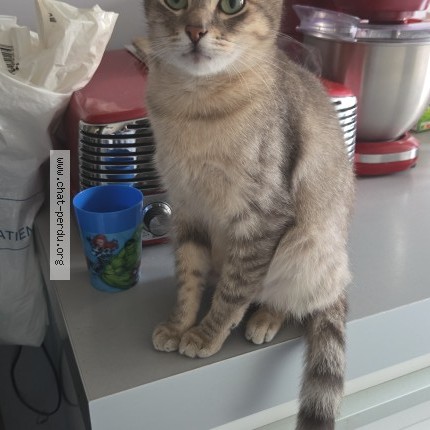 Photo 1/2 titi Chat perdu à Molenbeek Saint Jean