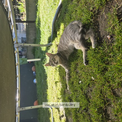 Photo 2/2 titi Chat perdu à Molenbeek Saint Jean