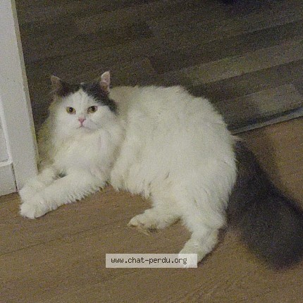 Photo 1/3 Chat retrouvé Perdu à Sens