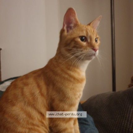 Photo 1/1 YUZU - YOUZOU Chat perdu à Fontenay Sous Bois