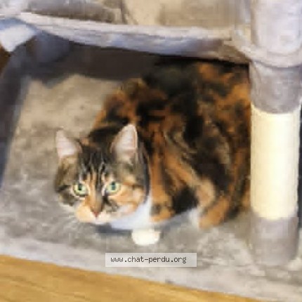 Photo de chat perdu à Souleuvre En Bocage