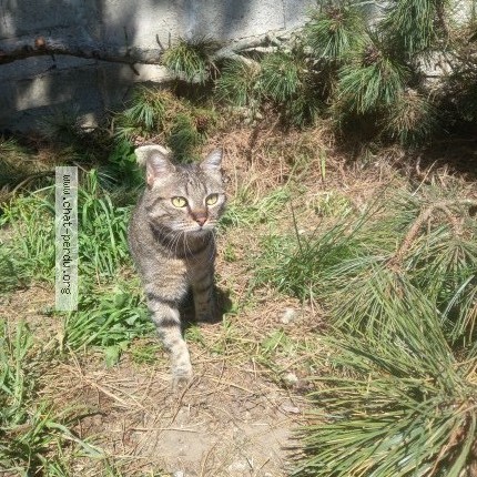 Photo de chat perdu à Antilly