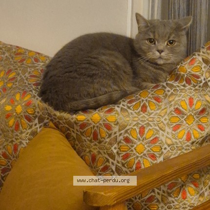 Photo 1/2 minoucha Chat perdu à Strasbourg