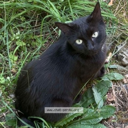 Photo 1/1 Minette Chat perdu à Bains Sur Oust