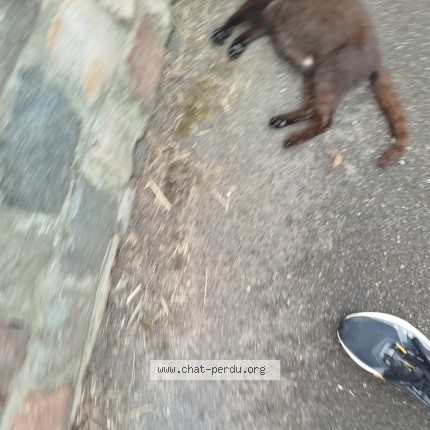 Photo de chat trouvé à Thumeries