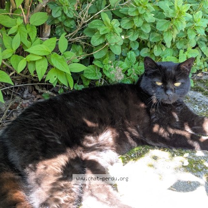 Photo 1/1 Chat retrouvé Perdu à Tarcenay