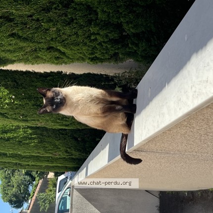 Photo 1/1 Chat trouvé Trouvé à Portes Les Valence