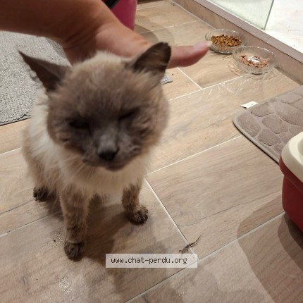 Photo de chat trouvé à Salon De Provence