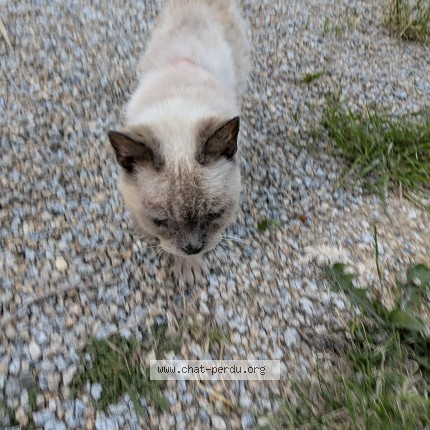 Photo 4/4 Chat trouvé Trouvé à Saint Gildas