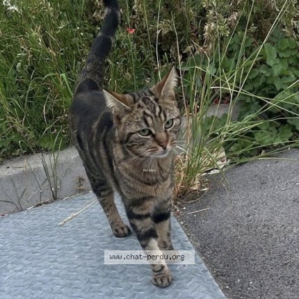 Photo de chat perdu à Epernay