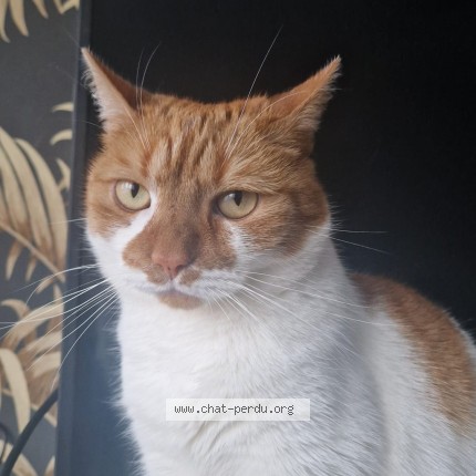 Photo 1/1 Chat retrouvé Perdu à Asnieres Sur Seine