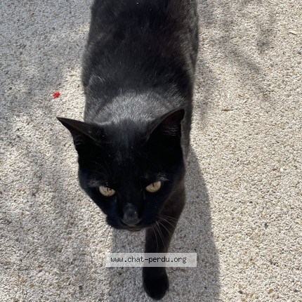 Photo 1/1 Chat trouvé Trouvé à Fabregues