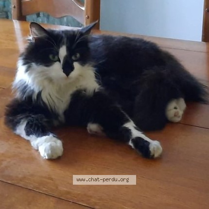 Photo de chat perdu à Ronchin
