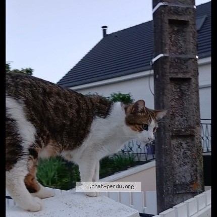 Photo de chat perdu à Yevres