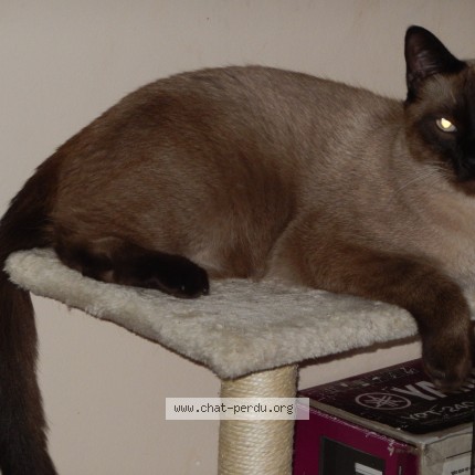 Photo de chat perdu à Alixan