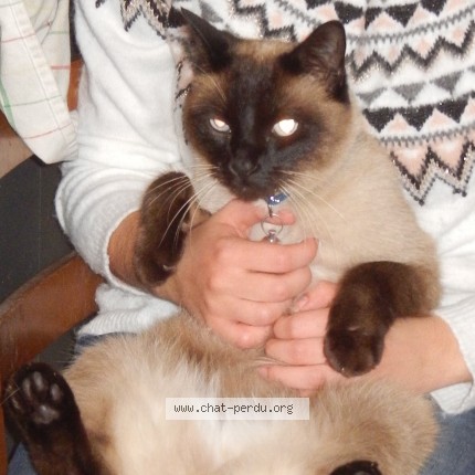Photo 2/2 Hèrmes Chat perdu à Alixan