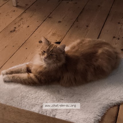 Photo 1/1 Chat retrouvé Perdu à Lille