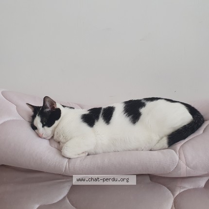 Photo de chat perdu à Paris 17eme
